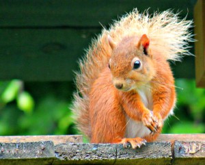 IMG_0144 red