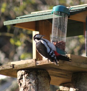 greater spotted woodpecker 2