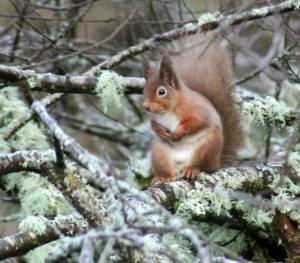 Red Squirrel in the Garden