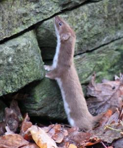 Weasel in our Garden