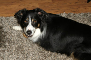 Alfie
