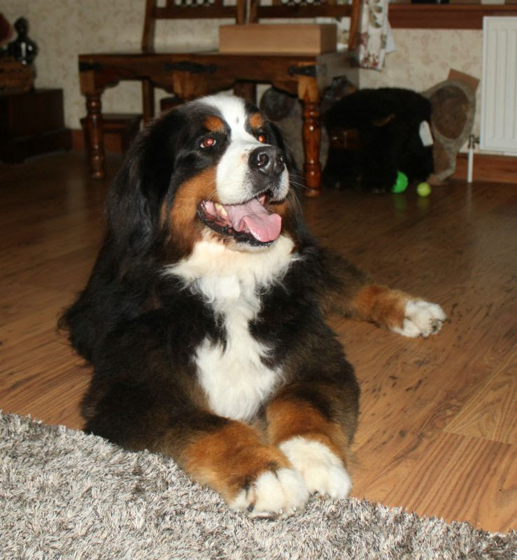 Pet Guest Photos Craik Na Dav