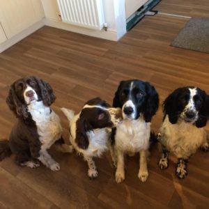 Bentley, Heidi, Barkley & Darcey