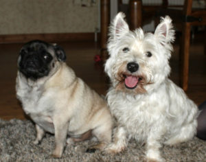 Darwin and Barnaby