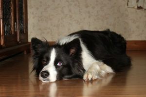 Holly