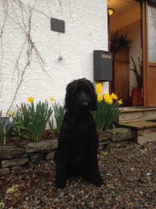 Sadie Pet Guest at Craik Na Dav B&B Loch Ness