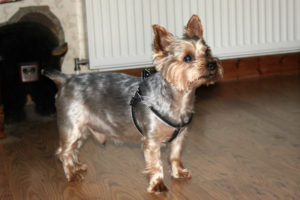 Jack