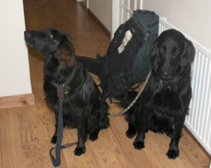 Jessie and Tarka