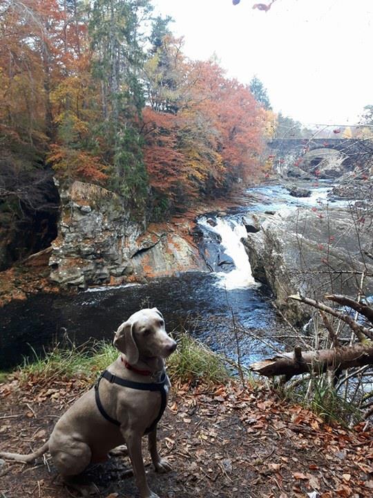 Pet Guest Photos Craik Na Dav