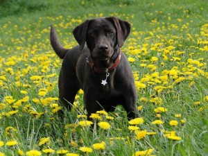 Maggie