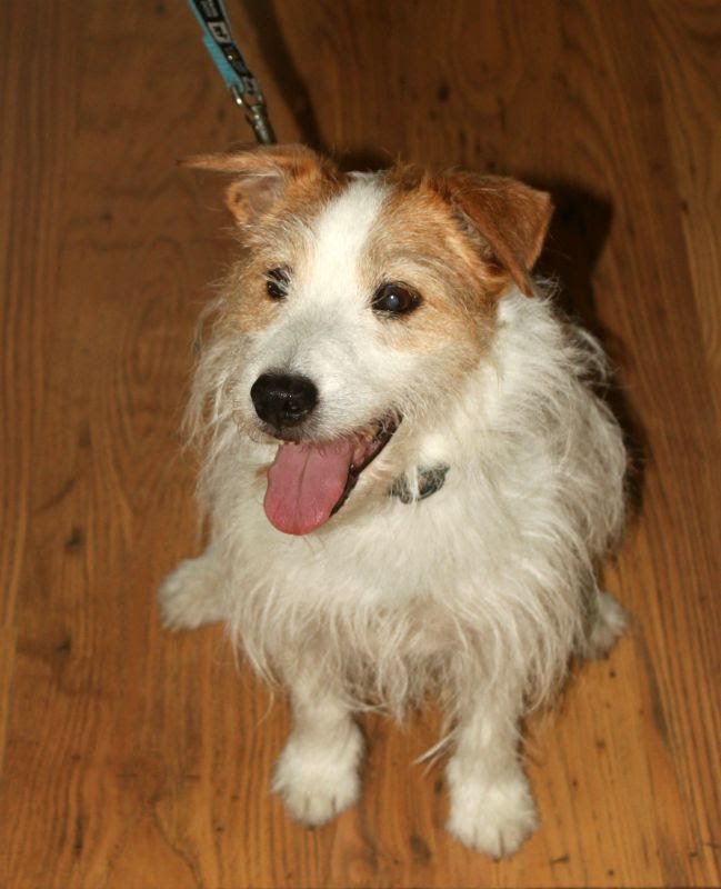 Pet Guest Photos Craik Na Dav