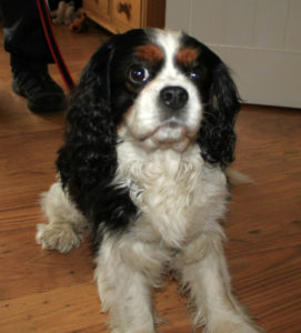 Oscar