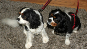 Oscar and Guy