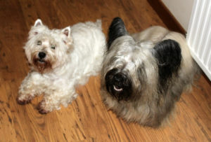 Pandora and Bella