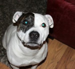 Percy