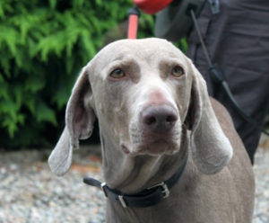 Tula