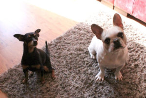 Marie and Rambo