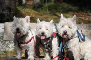 Angus, Frazer and Skye our Westies