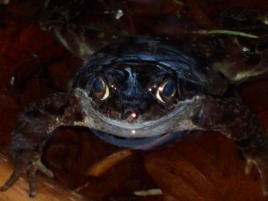 frog