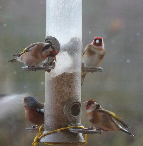 goldfinch
