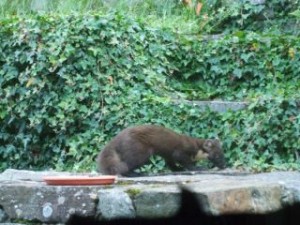 pine marten 2