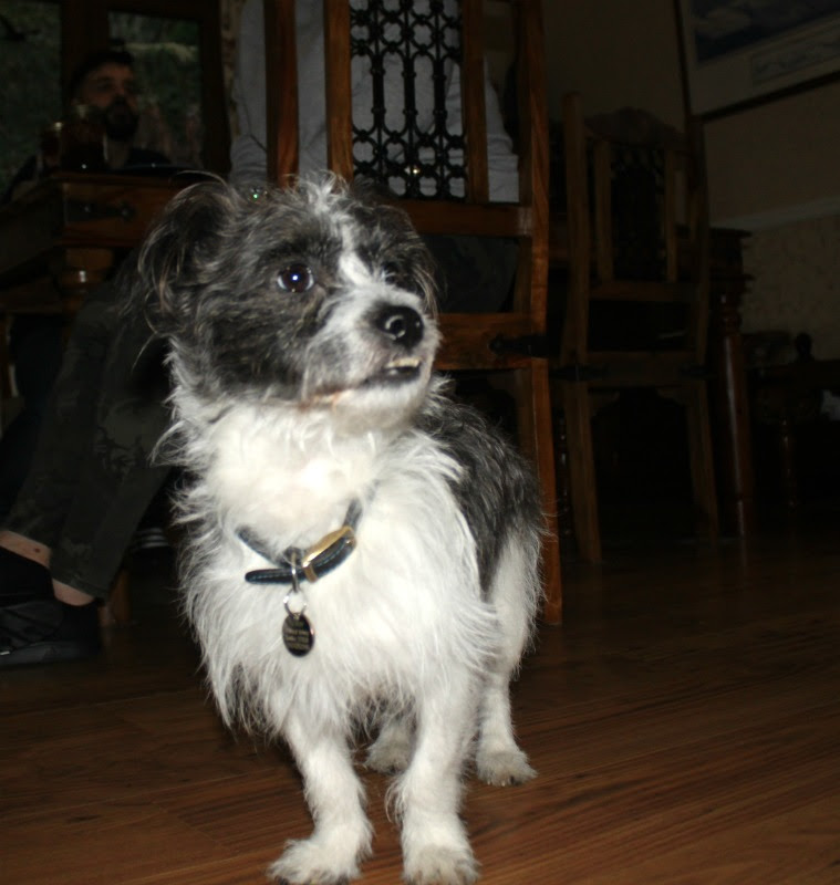 Pet Guest Photos Craik Na Dav