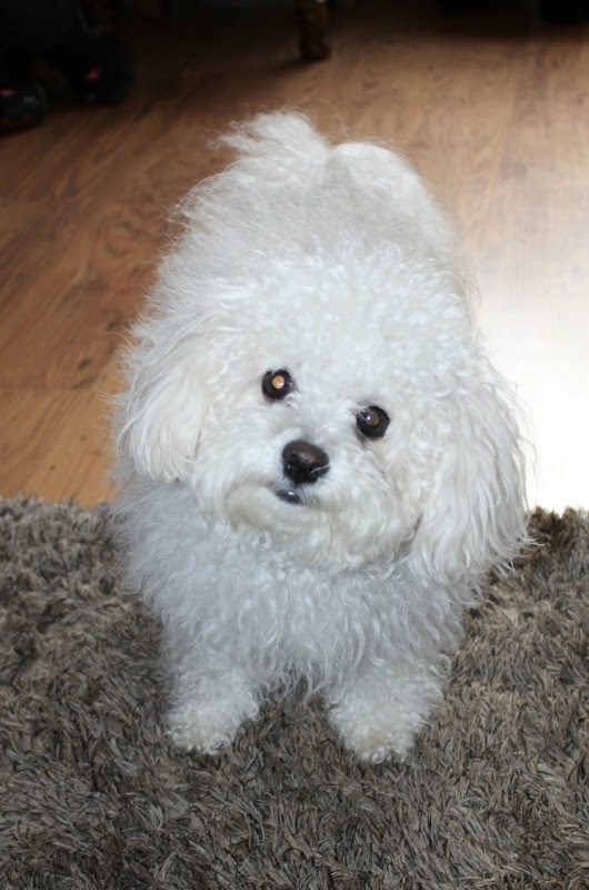 Pet Guest Photos Craik Na Dav